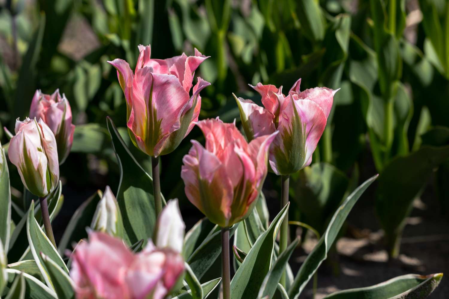Tulipe 'China Town'